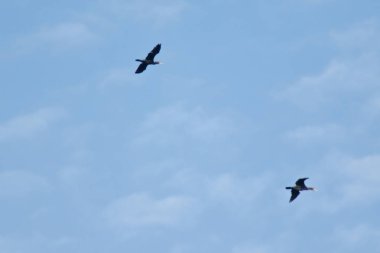 Gökyüzüne karşı mesafe içine kuş uçar