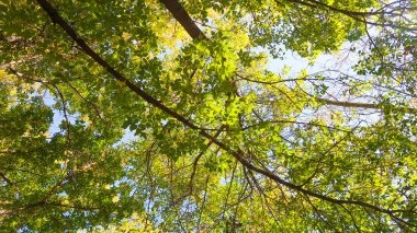 ağaç görünümünü aşağıdan gökyüzüne sonbahar manzara bırakır