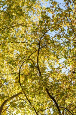 ağaç görünümünü aşağıdan gökyüzüne sonbahar manzara bırakır