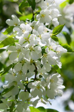 beyaz çiçekler apple yakın çekim doğa manzara