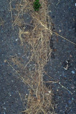 Asfalt zemin üzerine sarı çim