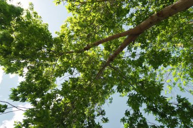 Aşağıdan yeşil orman bahar bakış bulutlar içine
