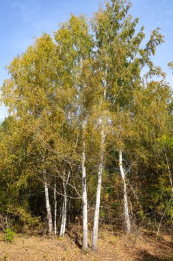 Sonbahar Orman Manzara Doğa