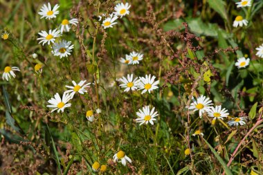 papatya çiçeği peyzaj alanı