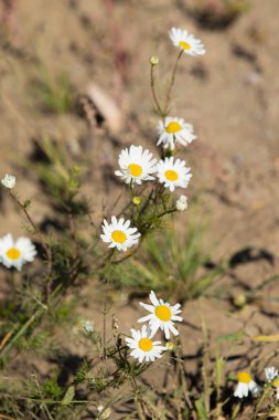 papatya çiçeği peyzaj alanı