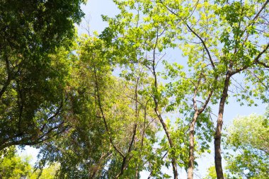 yeşil bir ağaç yaprak aşağıdan gökyüzüne