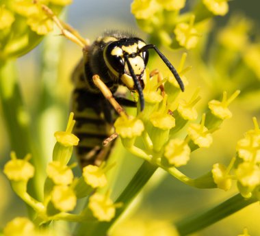 sarı bir çiçek üzerinde sarı yaban arısı