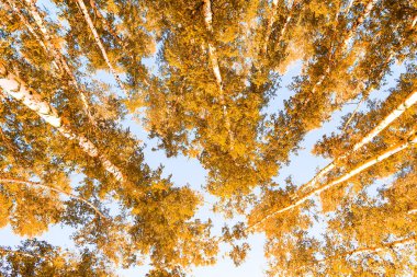 gökyüzü sonbahar arka planı sarı huş ağacı yaprakları