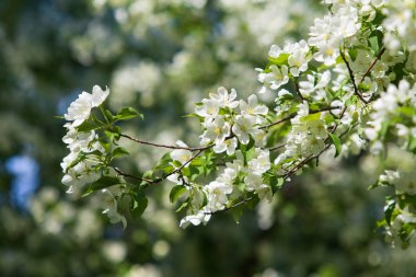 elma ağacı çiçek Peyzaj doğal