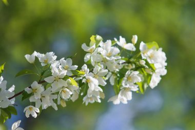 elma ağacı çiçek Peyzaj doğal