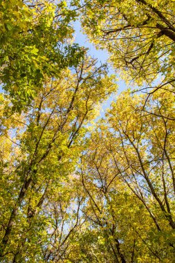 ağaç görünümünü aşağıdan gökyüzüne sonbahar manzara bırakır