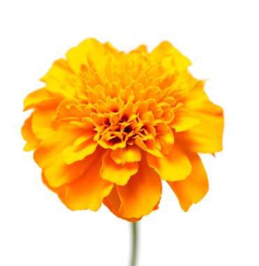 Tagetes beyaz arka plan üzerinde izole çiçek