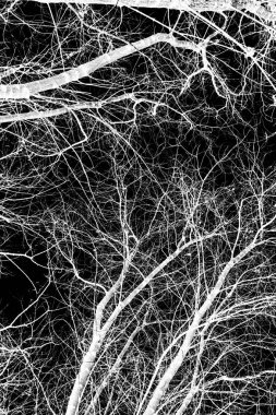 ağaç dalları siluet siyah arka plan üzerine beyaz