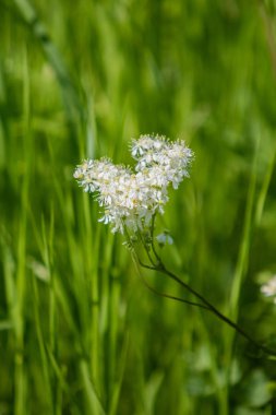 Anthriscus sylvestris yeşil çimenlerin üzerinde