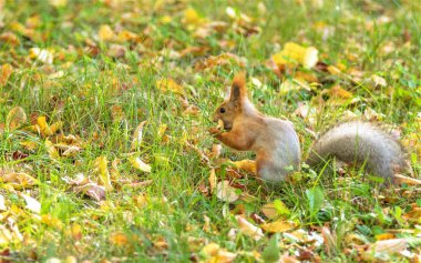 Kızıl sincap orman doğa