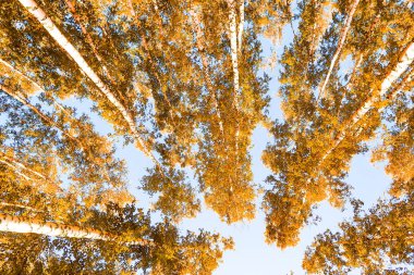 gökyüzü sonbahar arka planı sarı huş ağacı yaprakları