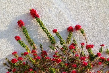 Begonvil parlak çiçek peyzaj