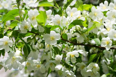 beyaz çiçekler apple yakın çekim doğa manzara