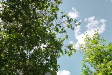 Aşağıdan yeşil orman bahar bakış bulutlar içine