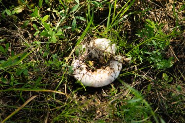 mantar orman doğa, manzara