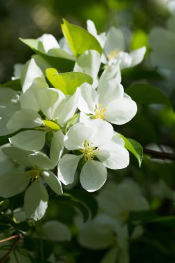 beyaz çiçekler apple yakın çekim doğa manzara