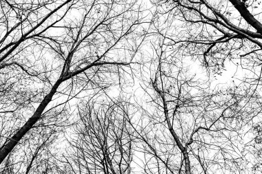 Beyaz arkaplanda ağaç dalları silueti