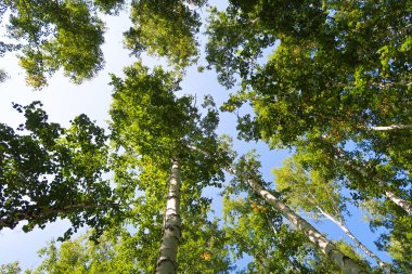 orman manzaralı aşağıdan gökyüzüne huş ağacı