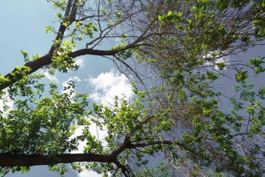 Aşağıdan yeşil orman bahar bakış bulutlar içine