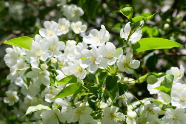 beyaz çiçekler apple yakın çekim doğa manzara