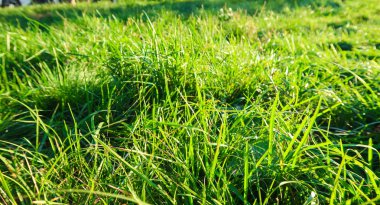 yeşil çim yakın çekim doğa arka plan