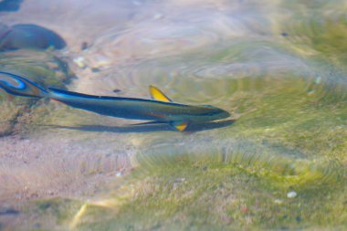 resif balık üstten görünüm su tarafından defocused,