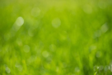 bulanık bokeh arka planı yeşil çimen