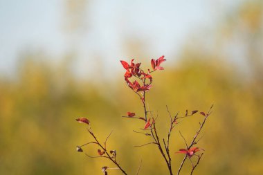 Sonbahar Orman, yaprak döken ağaçlar, peyzaj