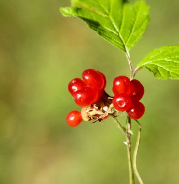 Taş bramble kayalık, red berry