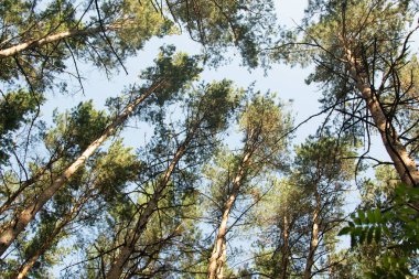 yeşil çam dalları yakın çekim yaz
