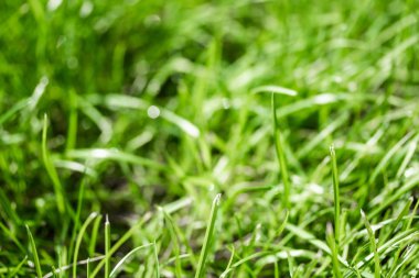 bulanık bokeh arka planı yeşil çimen