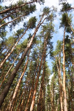 orman manzaralı aşağıdan gökyüzüne huş ağacı