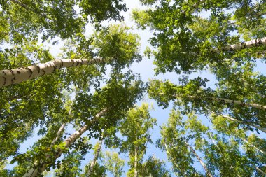 orman manzaralı aşağıdan gökyüzüne huş ağacı