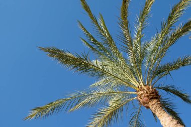 gökyüzü arka plan üzerinde palmiye ağaçlarının yaprakları