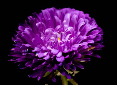 siyah bir arka plan üzerinde izole aster çiçekler