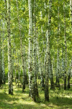 huş ağacı orman yaz manzara