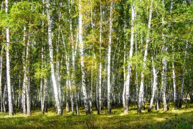 Sarı huş ağacı orman, geç sonbahar doğa manzara