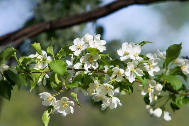 elma ağacı çiçek Peyzaj doğal