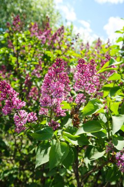Mavi gökyüzü arka plan üzerine Eflatun çiçekler
