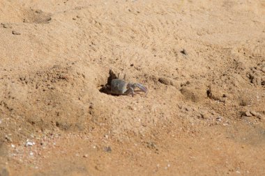 burrows kum üzerinde kum yengeç