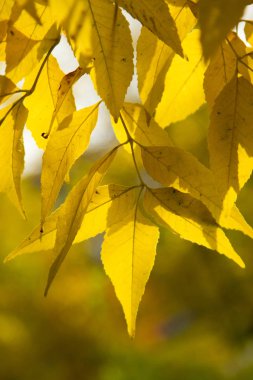 Sonbahar Orman, yaprak döken ağaçlar, peyzaj
