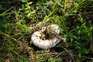 mantar orman doğa, manzara