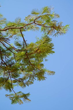 akasya ağacı gökyüzü