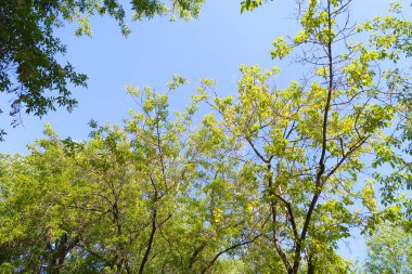 yeşil bir ağaç yaprak aşağıdan gökyüzüne