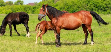 Bir kısrak ile bir Tay yeşil çayır üzerinde yakın çekim.
